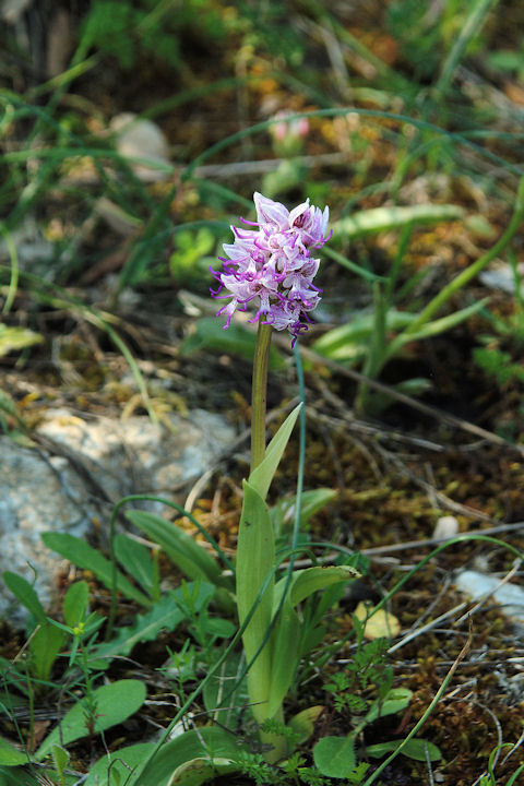 Orchis simia